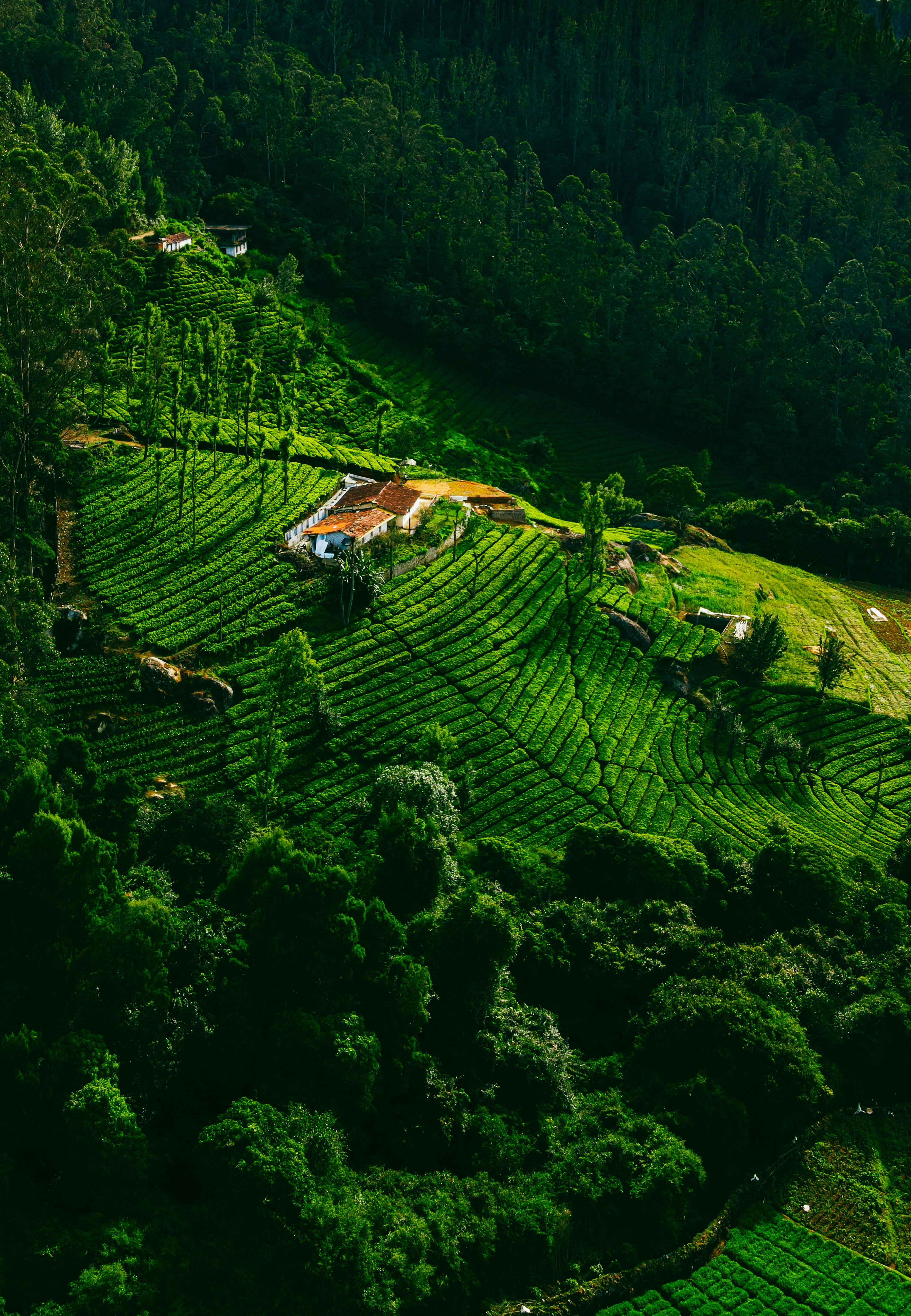 Nature Valley Stay Ooty image